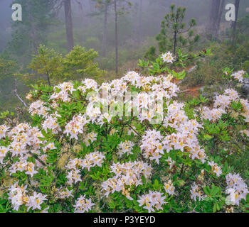 Western Azalee, Smith River National Recreation Area, sechs Flüsse National Forest, Del Norte County, Kalifornien Stockfoto