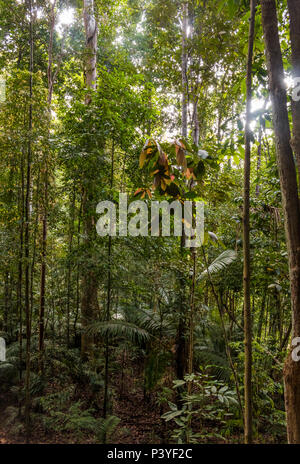 Durch die großen tropischen Bäumen und Pflanzen in der Mitte des Dschungels im Nationalpark Taman Negara, Malaysia umgeben. Stockfoto