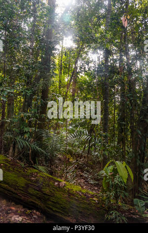 Einen umgestürzten Baumstamm von hohen tropischen Bäumen und Pflanzen in das grüne Dickicht des Dschungels im Nationalpark Taman Negara, Malaysia umgeben. Stockfoto