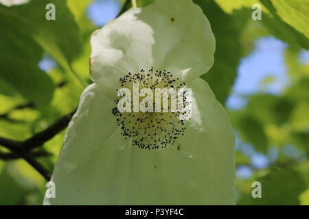 Baume involucrata, die Taube - Baum, Taschentuch Baum, pocket Taschentuch Baum, oder Ghost tree, ist ein mittelgrosser Laubbaum in der Familie Nyssace Stockfoto