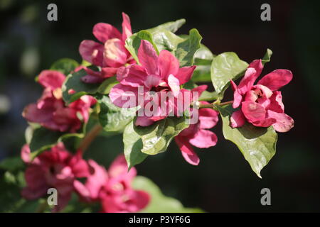 Hybrid calycanthus und sinocalycanthus Strauch mit tiefem Blutrot sternförmigen Blüten - hartlage Wein Stockfoto