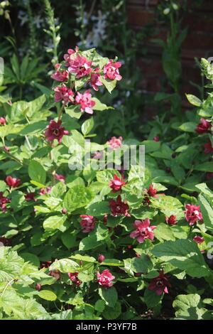 Hybrid calycanthus und sinocalycanthus Strauch mit tiefem Blutrot sternförmigen Blüten - hartlage Wein Stockfoto