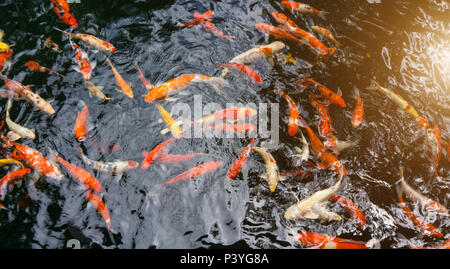 Viele phantastische Karpfen oder Namens Koi Fische schwimmen im Karpfenteich. Sun Licht filter Effekt. Stockfoto