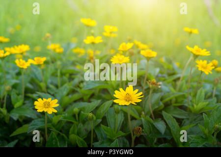 Gelbe daisy oder Dahlberg daisy blühen. Stockfoto