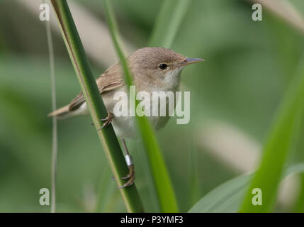 Teichrohrsänger, Acrocephalus scirpaceus, in ein Rohr Bett, Großbritannien 2018 Stockfoto