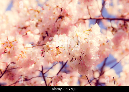 Kirschblüten in Washington, D.C. Stockfoto