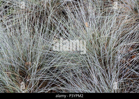 Festuca altissima Stockfoto