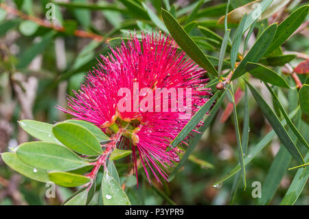 Steife Bottlebrush, Callistemon rigidus, nach einem Regenschauer Stockfoto