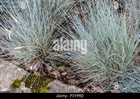 Festuca altissima Stockfoto