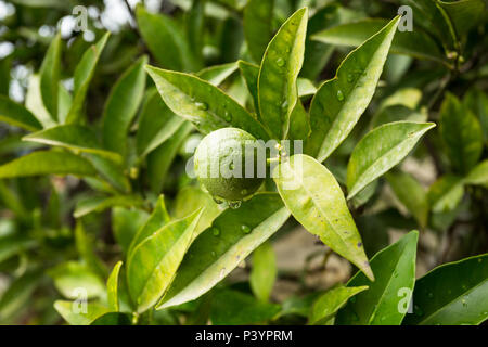 Single einsame kleine runde grüne Rutaceae Kalk Früchte wachsen auf Bäumen tropfte mit Wassertropfen nach Regenfällen in Garten in Herceg Novi, Montenegro Stockfoto