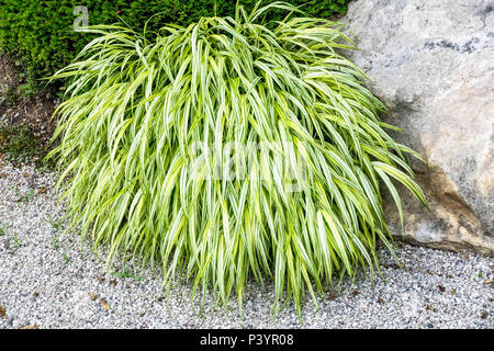 Japanische Wald Gras, Hakonechloa macra 'Aureola' Stockfoto