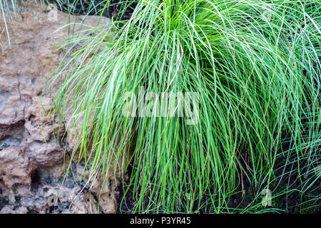 Carex Temnolepsis morowii'' Stockfoto