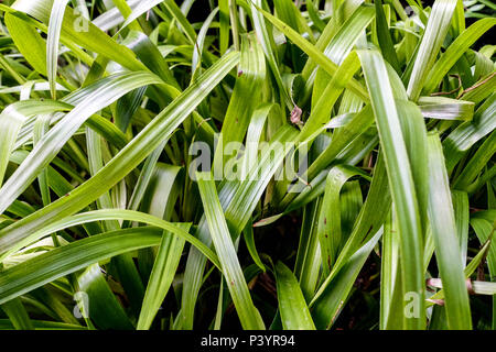 Großen Wald - rush, Luzula sylvatica Stockfoto