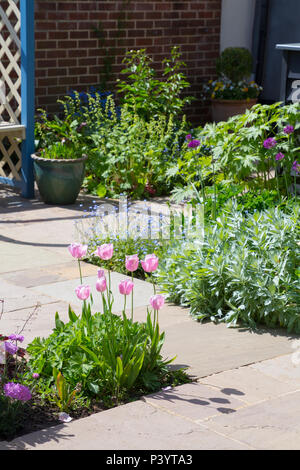 Übersicht über Garten Terrasse grenzen mit Tulipa 'Pink Diamond', Artemisia ludoviciana 'Valerie Finnis' und Allium hollandicum 'Purple Sensation' Stockfoto