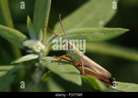 Sumpfgrashüpfer, Chorthippus Montanus, Wasser-Wiese grasshhopper Stockfoto