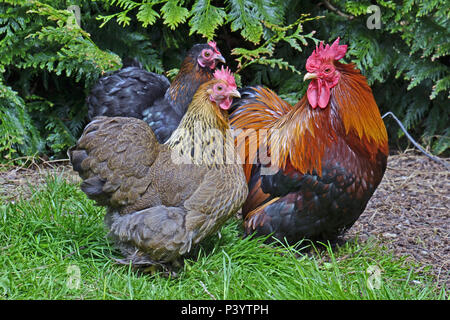 Kupfer-Maran mit blauem Laced Wyandottes. Hühner und ein Hahn bei Marlow Poultry, Buckinghamshire, Großbritannien. Hühner Stockfoto