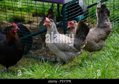 Kupfer-Maran mit Wyandotte-Hühnern bei Marlow Poultry, Buckinghamshire, Großbritannien. Hühner Stockfoto