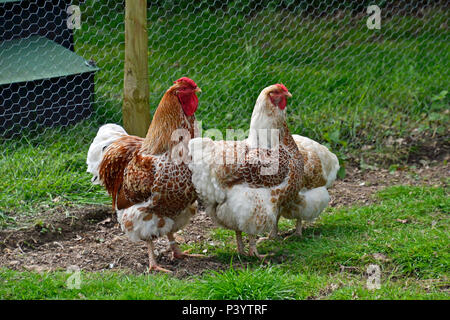 Cremefarbene Beinkehlchen und ein Hahn bei Marlow Poultry, Buckinghamshire, Großbritannien. Cremefarbene Beinschienen. Hühner Stockfoto