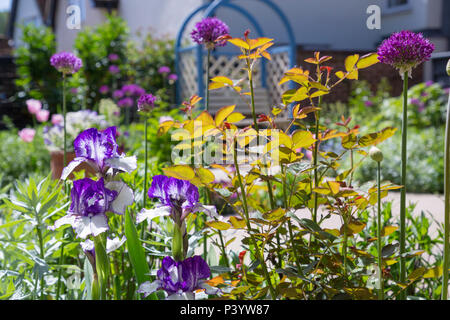 Iris 'Delicate Image', Rosa und Allium hollandicum 'Purple Sensation' Stockfoto