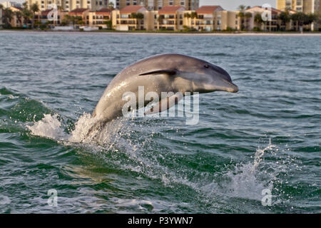 Ein grosser Tümmler spielerisch Sprünge von der turbulenten Gewässern im Zuge einer Tugboat in Clearwater Bay, Florida mit Gebäude im Hintergrund Stockfoto