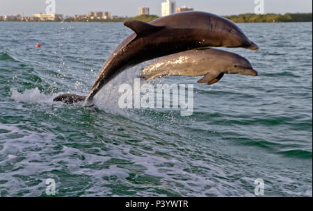 Eine Mutter und Baby Tümmler spielen gemeinsam Gewässer im Zuge einer Tugboat in Clearwater Bay, Florida Stockfoto