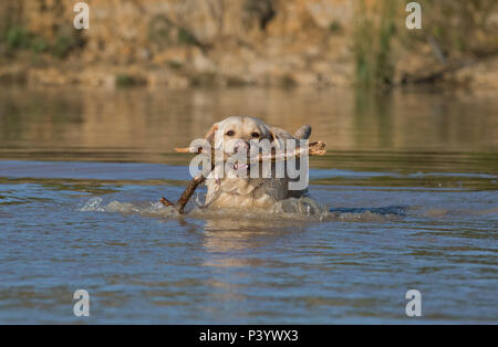 Labrador Retriever Hund - Canis Lupus Familiaris. Stockfoto