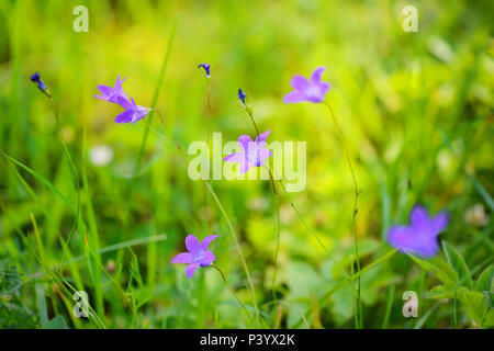 Blumen (Campanula Campanula patula) im grünen Gras. Selektiver Fokus Stockfoto