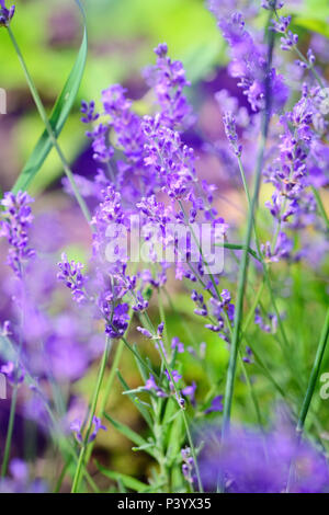 Lavendel Blume Feld, Bild für natürliche Hintergrund, selektiver Fokus Stockfoto