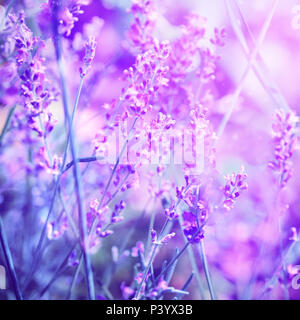 Lavendel Blume Feld, Bild für natürliche Hintergrund, selektive konzentrieren. Kunst Foto in lila Ton. Stockfoto