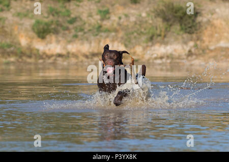 Labrador Retriever Hund - Canis Lupus Familiaris. Stockfoto