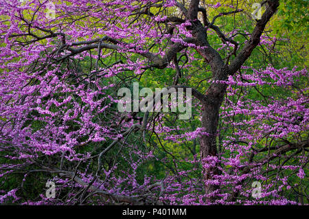 Die skulpturale Gliedmaßen eines östlichen redbud Baum sind mit dem rosa Blüten des Frühlings an einem milden Nachmittag im April geschmückt. Stockfoto