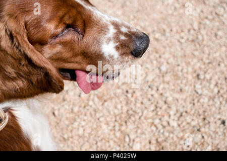 Hundeschnauze - Nahaufnahme eines jungen Welsh Springer Spaniel mit Zunge auf Kiesel Hintergrund sichtbar mit Platz für Ihren Text kopieren Stockfoto