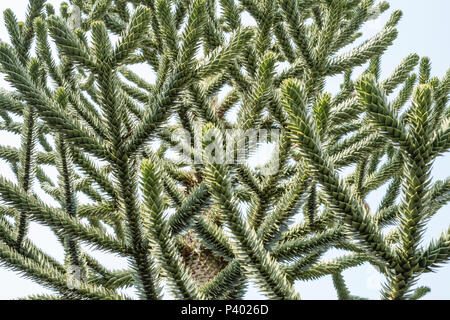 Monkey Puzzle Tree, Araucaria araucana, In der Nähe der Filialen Stockfoto