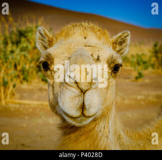 Ein Kamel Portrait in der marokkanischen Wüste Sahara in der Nähe von Chegagga in den frühen Morgenstunden Stockfoto