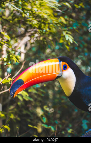 Riesentukan Porträt im Regenwald closeup Stockfoto