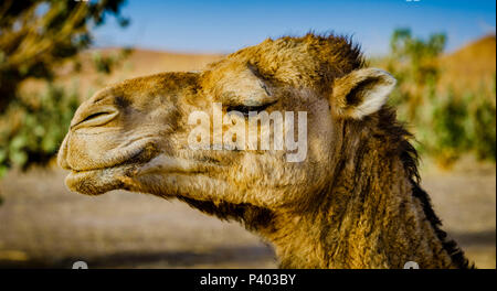 Ein Kamel Portrait in der marokkanischen Wüste Sahara in der Nähe von Chegagga in den frühen Morgenstunden Stockfoto