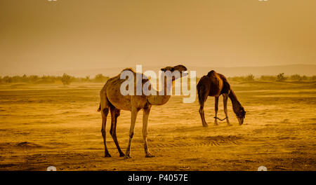 Kamele in der marokkanischen Wüste Sahara in den frühen Morgenstunden Stockfoto