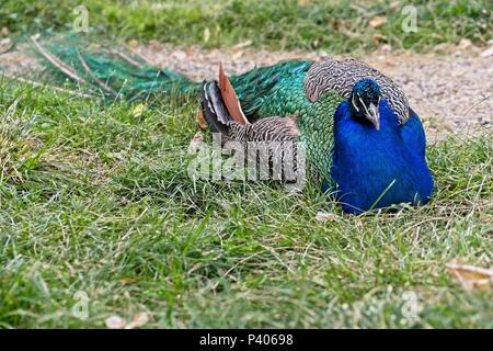 ISTANBUL, Türkei - 29. Mai: Peacock sitzen auf dem Gelände des Dolmabache Palast und Museum in Istanbul die Türkei am 29. Mai 2018 Stockfoto