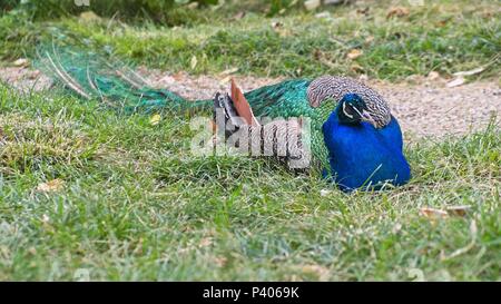 ISTANBUL, Türkei - 29. Mai: Peacock sitzen auf dem Gelände des Dolmabache Palast und Museum in Istanbul die Türkei am 29. Mai 2018 Stockfoto