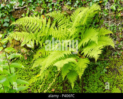 Frauenfarn, Athyrium filix-Femina, wachsende inder Sprung von einer alten Mauer Stockfoto