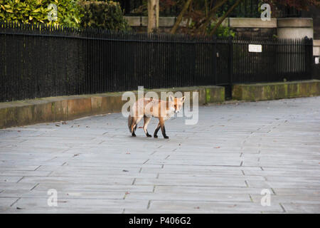 Eine städtische Red Fox (Vulpes vulpes) wandert entlang der Straße neben Jacob's Ladder neben Calton Hill, Edinburgh, UK. Stockfoto