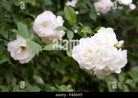 Kletterrose 'Iceberg"im Garten. Stockfoto