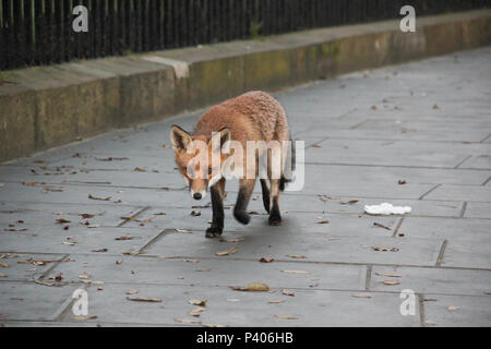 Eine städtische Red Fox (Vulpes vulpes) wandert entlang der Straße neben Jacob's Ladder neben Calton Hill, Edinburgh, UK. Stockfoto