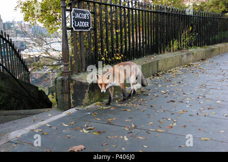 Eine städtische Red Fox (Vulpes vulpes) wandert entlang der Straße neben Jacob's Ladder neben Calton Hill, Edinburgh, UK. Stockfoto