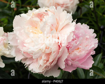 Verdoppelt stark duftenden Blüten der frühen Sommer blühende Staudenpäonie, Paeonia lactiflora arah Bernhardt' Stockfoto