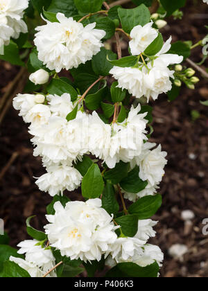 Doppelte weiße Blumen der frühen Blüte im Laub mock oragnge Strauch, Cornus alba 'Sibirica' Stockfoto
