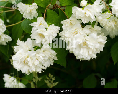 Doppelte weiße Blumen der frühen Blüte im Laub mock oragnge Strauch, Cornus alba 'Sibirica' Stockfoto