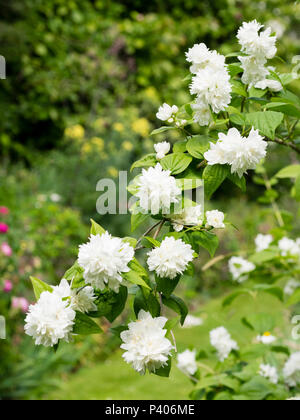 Doppelte weiße Blumen der frühen Blüte im Laub mock oragnge Strauch, Cornus alba 'Sibirica' Stockfoto