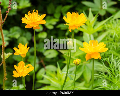 Orange Blüten der Feuchtigkeit lieben, Anfang Sommer blühende Staude, Trollius chinensis 'Golden Queen' Stockfoto