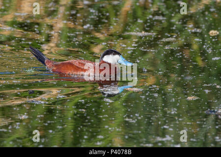 Ein drake Schwarzkopfruderente in der Paarung Gefieder. Stockfoto